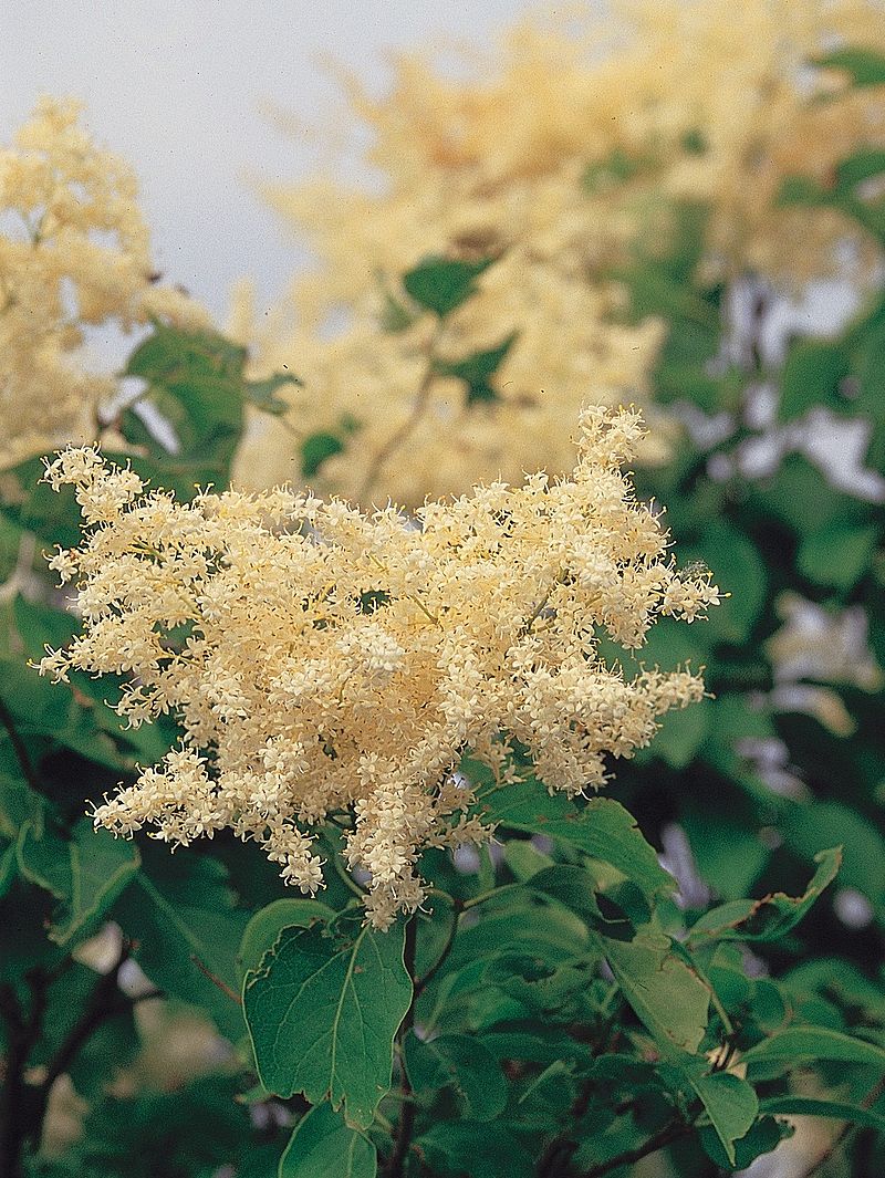 Japanese Tree Lilac