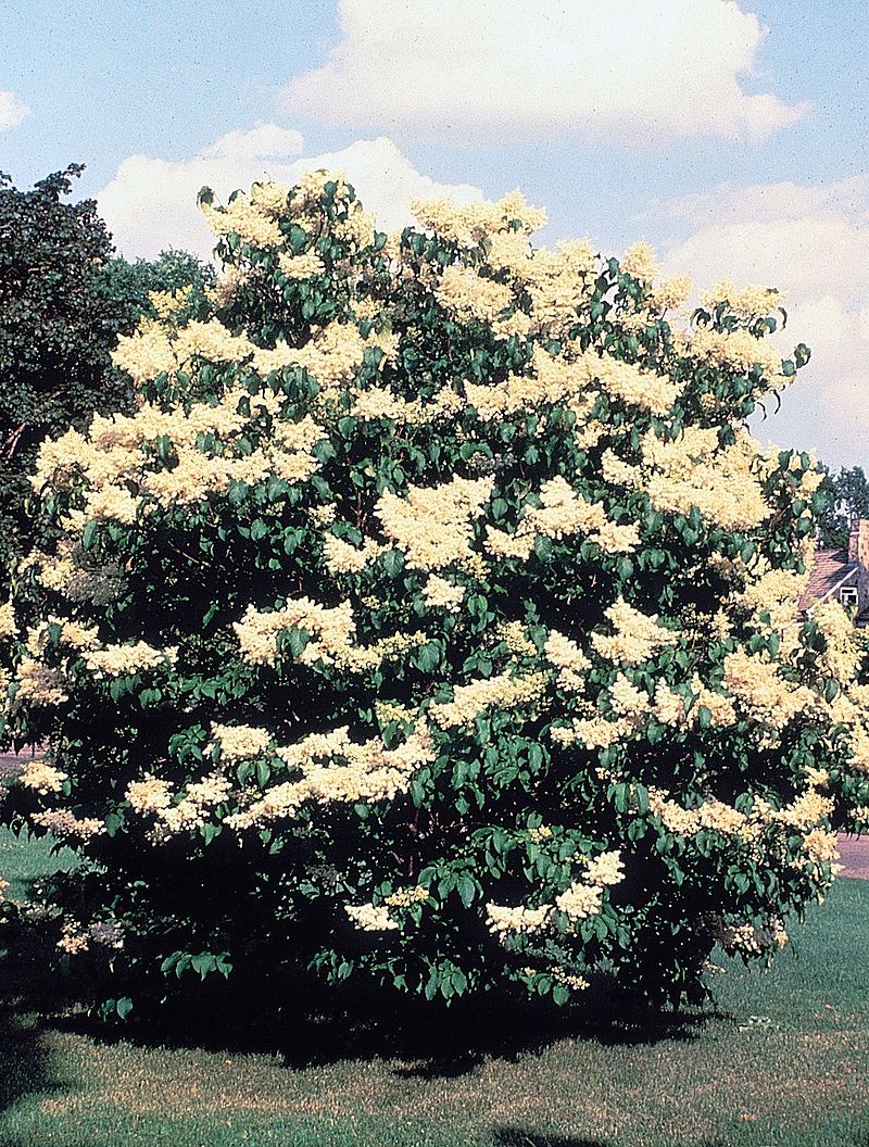 Japanese Tree Lilac