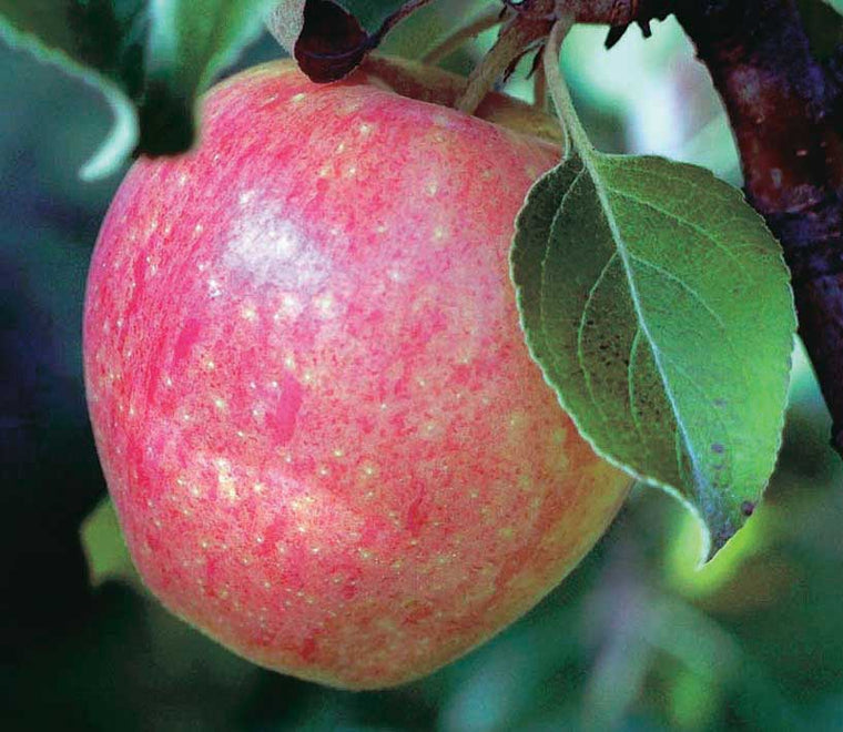 Apple Tree - Dwarf - Norkent
