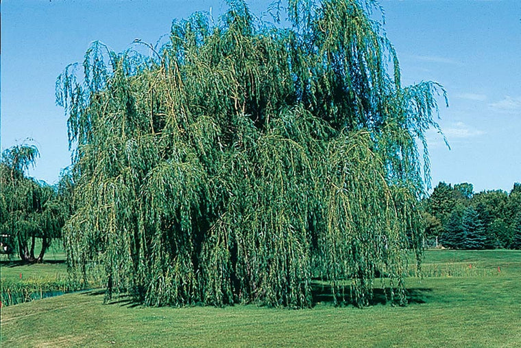 Willow - Weeping Lace