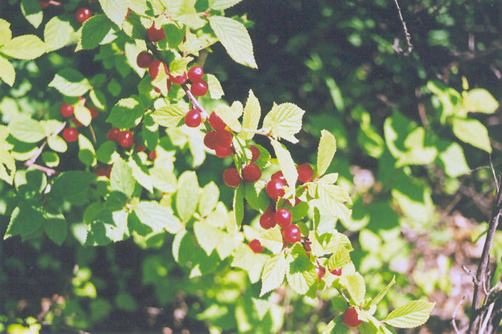 Cherry Tree - Nanking