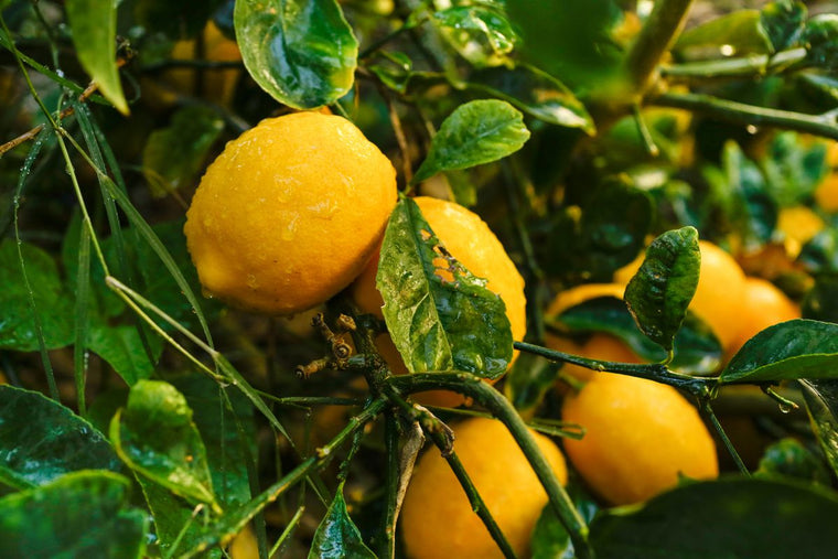 Lemon Tree - Meyer