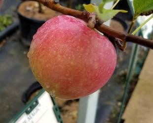 Apple Tree - Standard - Prairie Magic