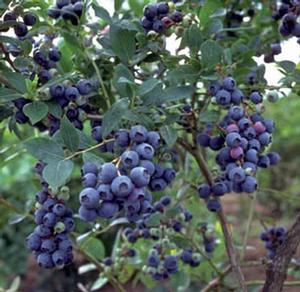Blueberry - Polaris