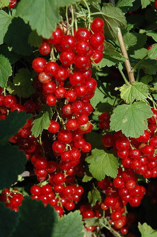 Currant Bush - Red - Red Lake