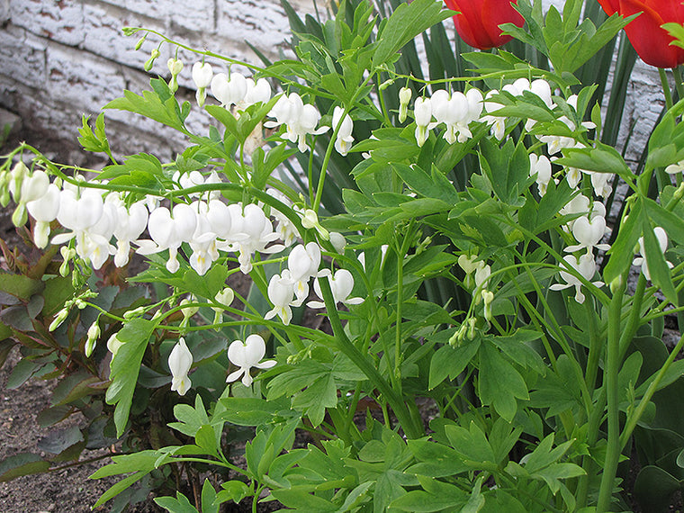 Bleeding Heart - White