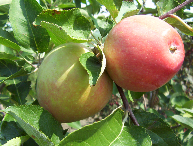 Apple Tree - Standard - Gemini