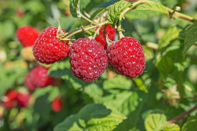 Raspberry - Heritage