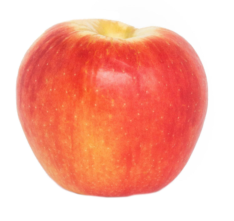 Apple Tree - Standard - Honeycrisp