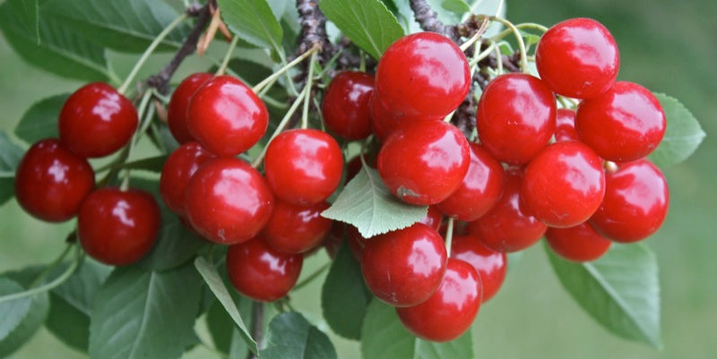 Cherry Tree - Evans