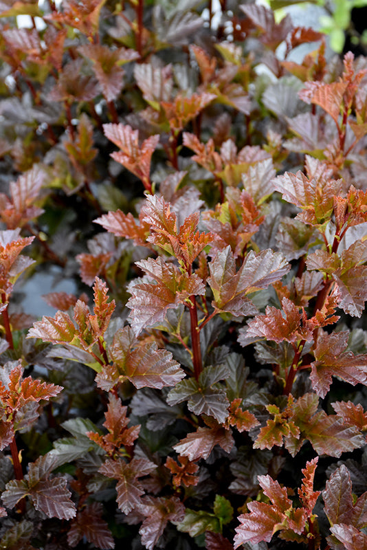 Ninebark - Satin Chocolate