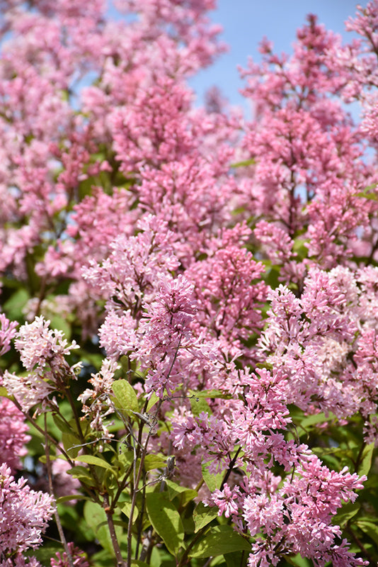 Lilac - Miss Canada
