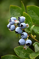 Blueberry - Northblue