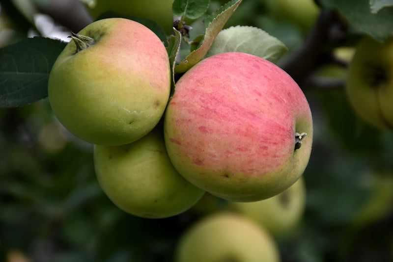 Apple Tree - Dwarf - Norland