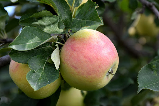Apple Tree - Dwarf - Goodland