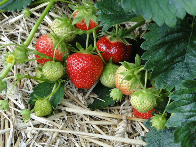 Strawberry- Kent