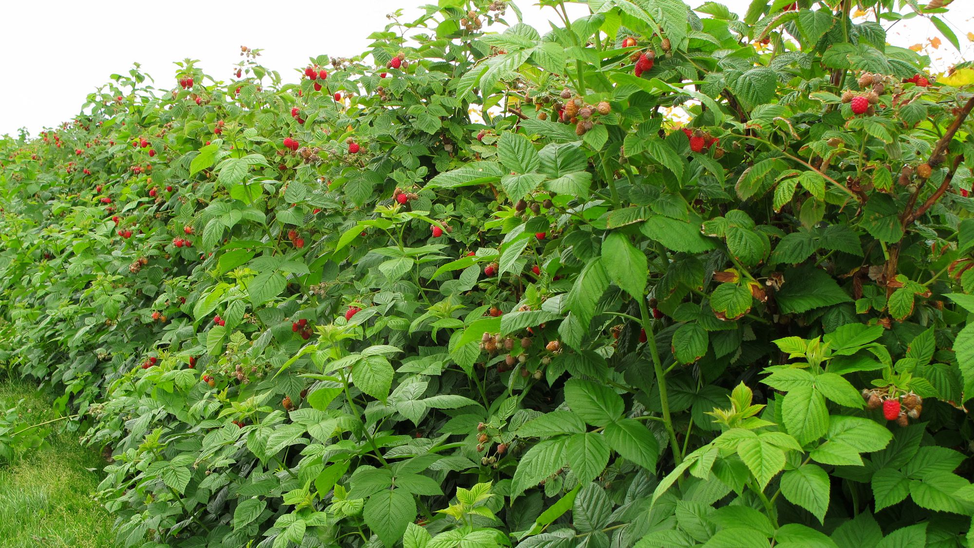 www raspberries trees