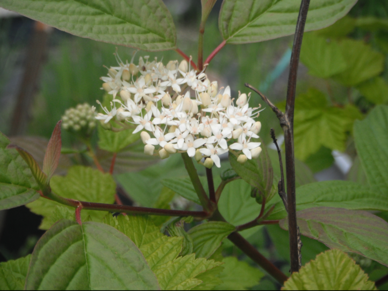 Dogwood - Red Osier