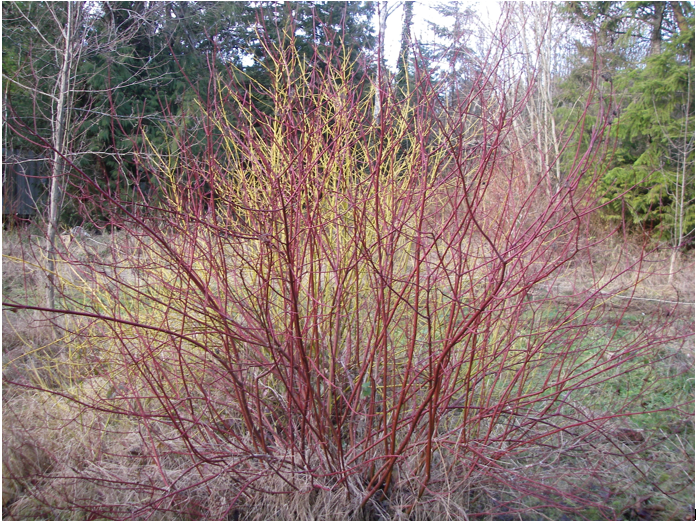 Dogwood - Red Osier