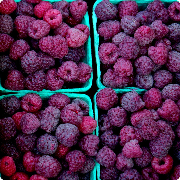 Raspberry - Purple - Royalty - Beautiful Field Farm and Fruit Trees