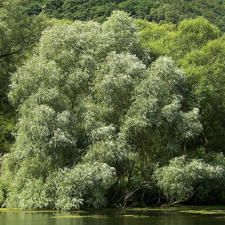 Willow - Silky White