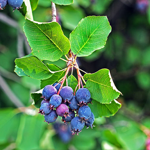 Saskatoon Berry Tree - Thiessen