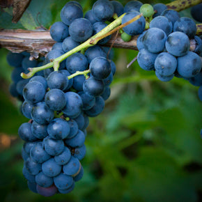 Grape Vine -Valiant