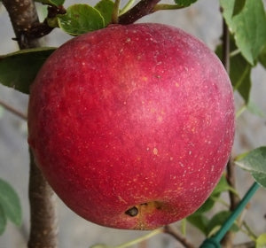 Apple Tree - Standard - Red Sparkle