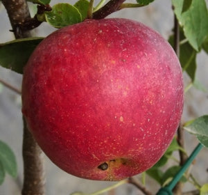Apple Tree - Dwarf - Red Sparkle