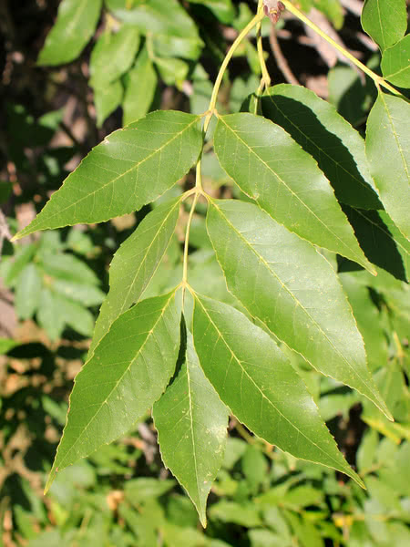 Green Ash Tree - Beautiful Field Farm and Fruit Trees