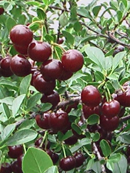 Cherry Bush - Carmine Jewel