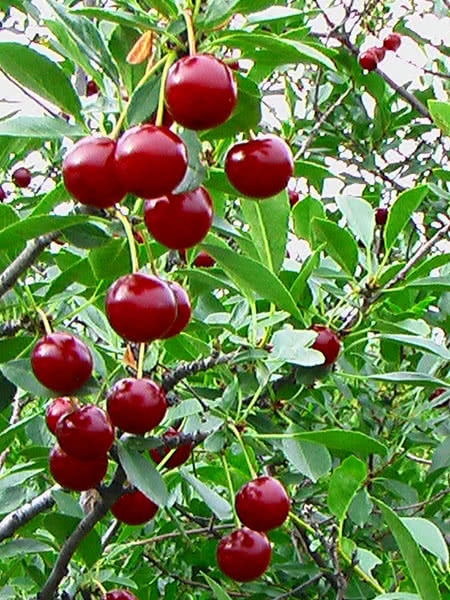 Cherry Bush - Juliet