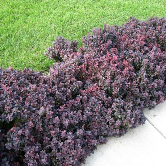 Barberry - Concorde