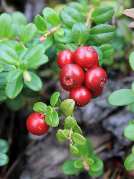 Lingonberry - Bog Cranberry