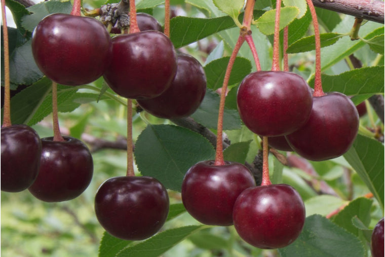 Cherry Bush - Crimson Passion