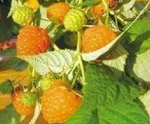 Raspberry - Yellow - Honey Queen - Beautiful Field Farm and Fruit Trees