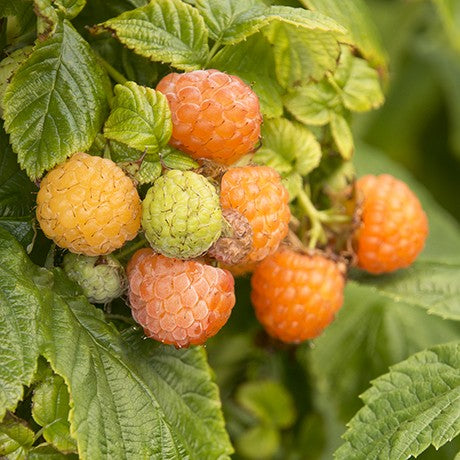 Raspberry - Yellow - Fall Gold - Beautiful Field Farm and Fruit Trees
