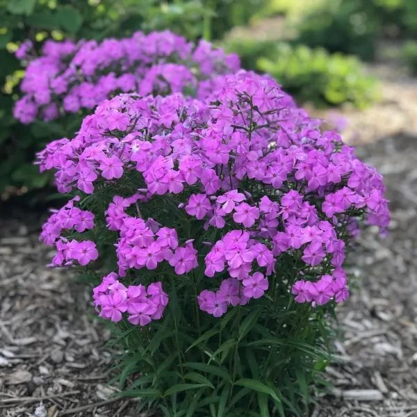 Phlox - Forever Pink