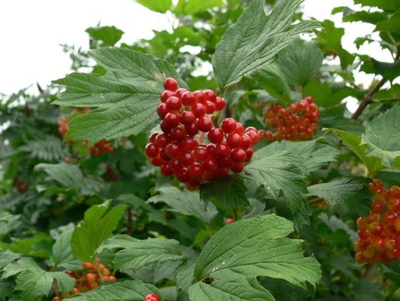 Highbush Cranberry - Wentworth