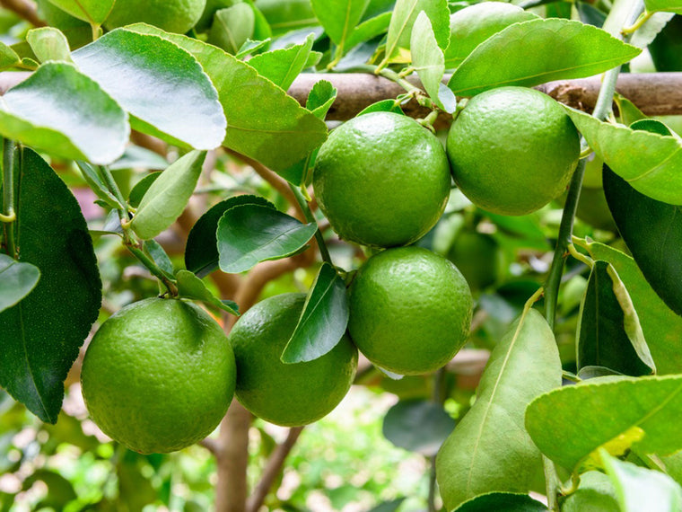 Lime Tree - Key Lime