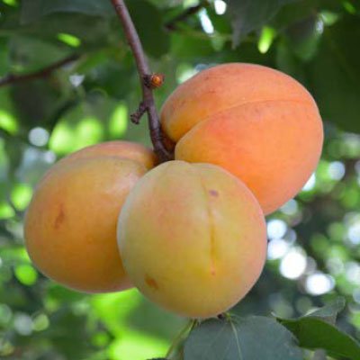 Apricot Tree - Casino