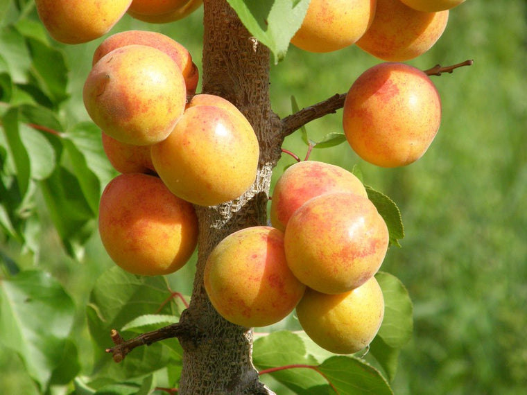 Apricot Tree - Manchurian