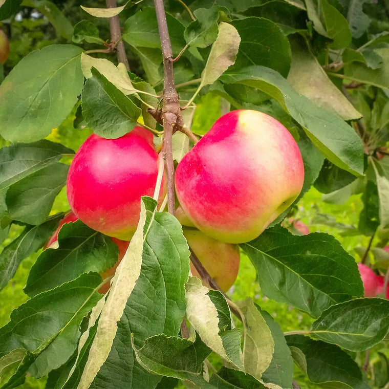 Apple Tree - Dwarf - Parkland