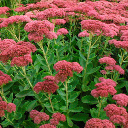 Stonecrop - Autumn Joy