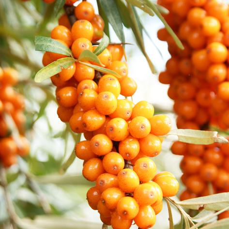 Sea Buckthorn Shrub - Female - Orange Energy