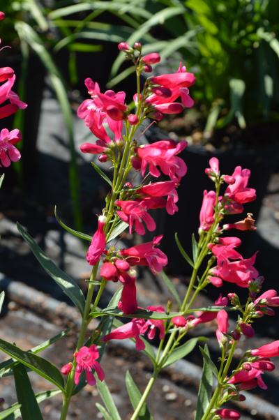 Beardtongue - Pristine Deep Rose